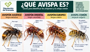AVISPAS
