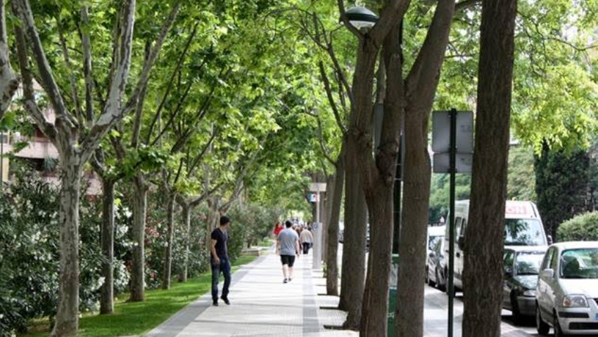 CURSO ON LINE SOBRE INTRODUCCIÓN A LA ARBORICULTURA