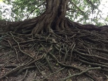 CURSO PRESENCIAL SOBRE RAÍCES Y PLANTACIÓN DE ARBOLADO URBANO