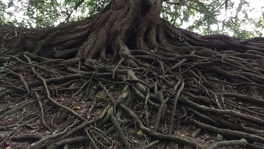 CURSO PRESENCIAL SOBRE RAÍCES Y PLANTACIÓN DE ARBOLADO URBANO
