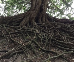CURSO PRESENCIAL SOBRE RAÍCES Y PLANTACIÓN DE ARBOLADO URBANO