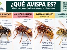 ¿QUÉ AVISPA ES?