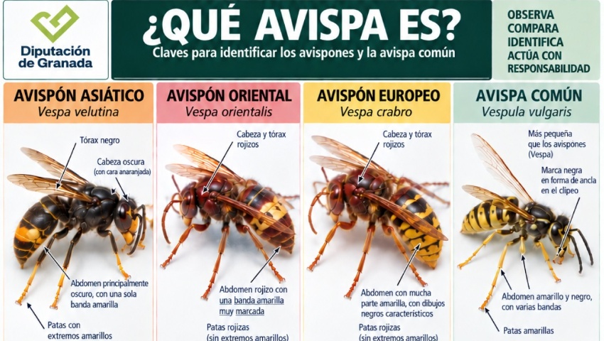 AVISPAS