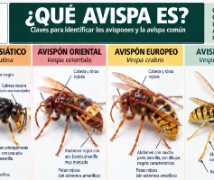 ¿QUÉ AVISPA ES?