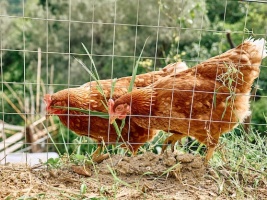 PROTOCOLO PARA LA LEGALIZACIÓN DE LA TENENCIA DE AVES DE CORRAL DE AUTOCONSUMO EN NÚCLEOS URBANOS
