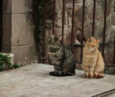 ENCUENTROS COMARCALES PROGRAMA 1305 “REGISTRO MUNICIPAL DE ANIMALES DE COMPAÑÍA Y GESTION DE COLONIAS FELINAS”