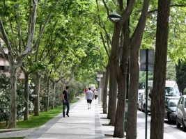 CURSO ON LINE SOBRE INTRODUCCIÓN A LA ARBORICULTURA