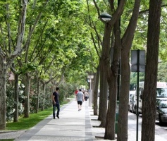 CURSO ON LINE SOBRE INTRODUCCIÓN A LA ARBORICULTURA